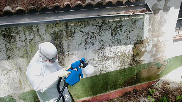 Trusted Mold Remediation service in Edgewood, TX - Cheap Mold Removal